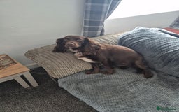 Cocker Spaniel dogs for sale: Female cocker spaniel  - Image 2