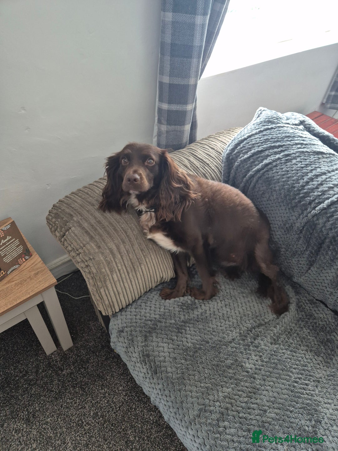 Cocker Spaniel dogs for sale: Female cocker spaniel  - Image 2