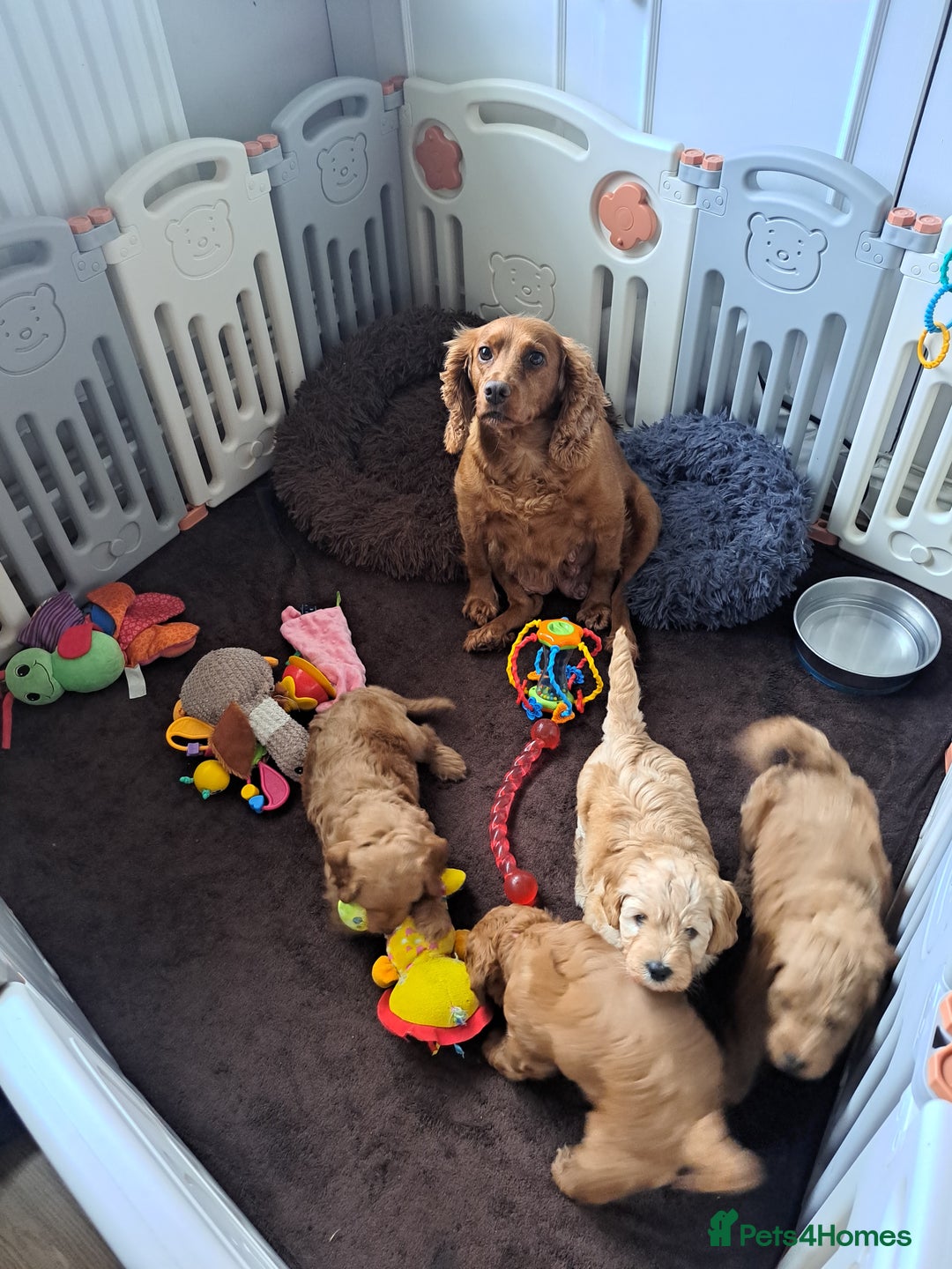 Cockapoo dogs for sale: Gorgeous Red, Golden & Apricot F1 Cockapoos - Image 18