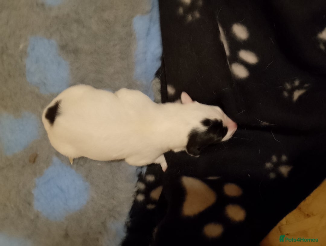 Mixed Breed dogs for sale: Bedlington x greyhound lurchers - Image 2