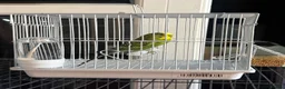 Budgerigars birds for sale: 🐦Male Budgie for Sale–£50(Cage&Delivery Included) - Advert 2