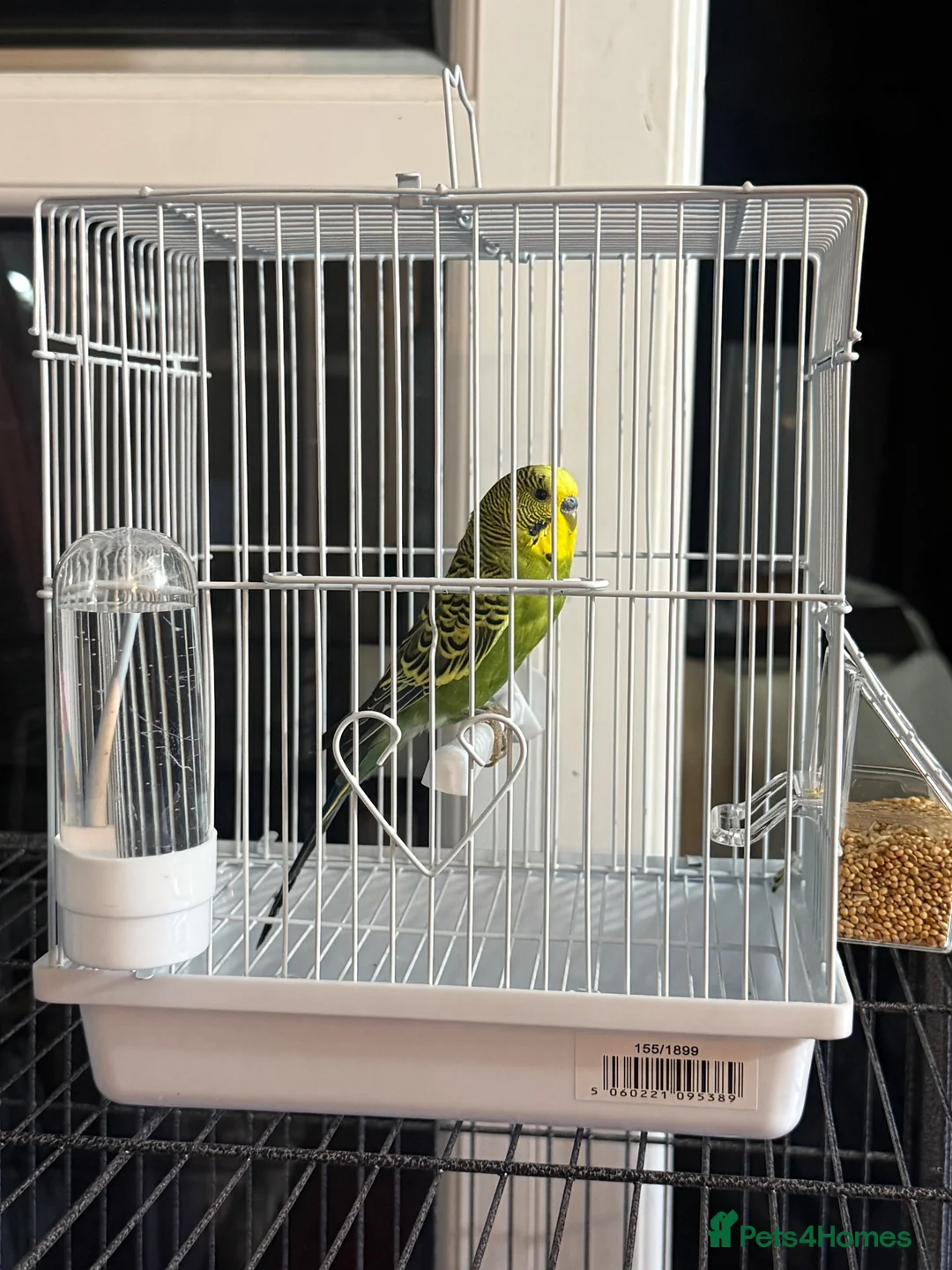 Budgerigars birds for sale: 🐦Male Budgie for Sale–£50(Cage&Delivery Included) - Advert 2