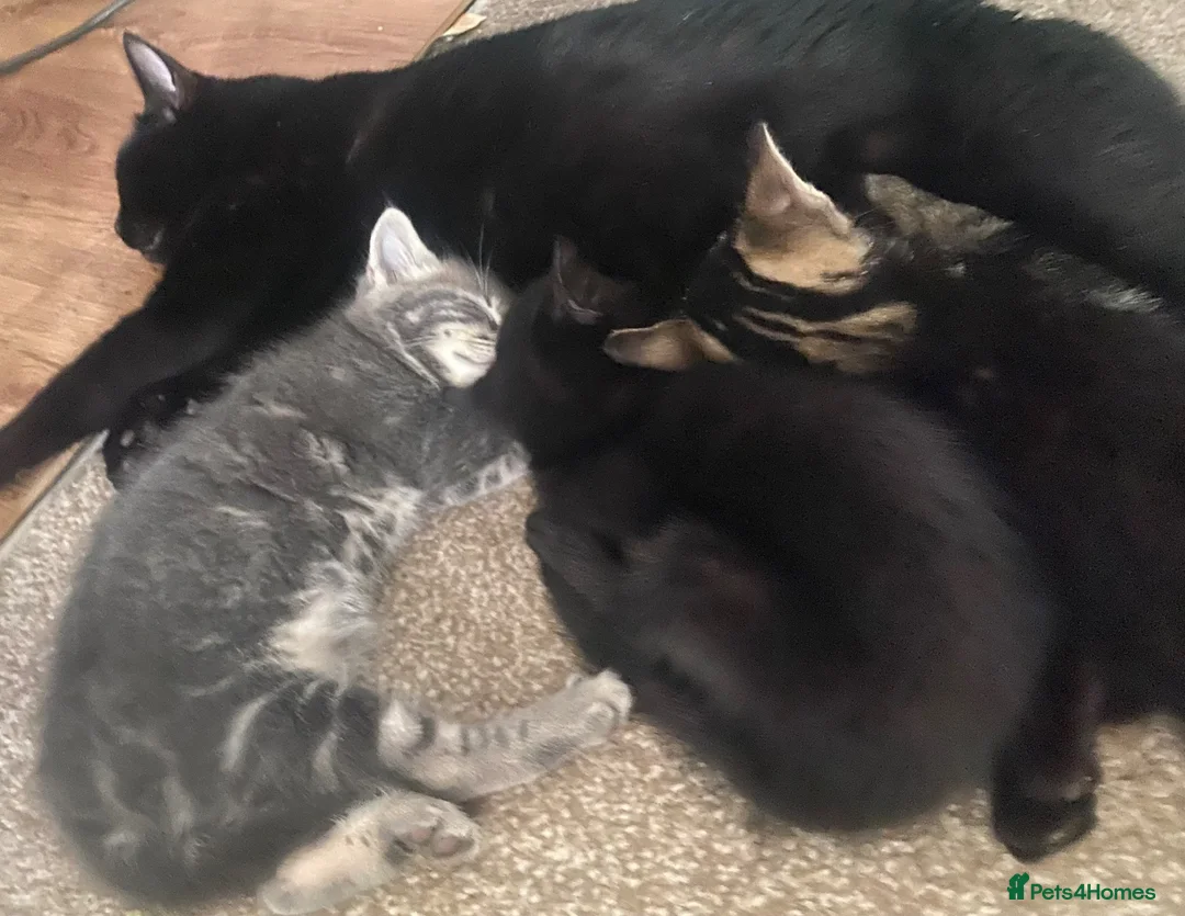 Mixed Breed cats for sale: Beautiful long haired grey tabby kitten  in Ipswich - Advert 1