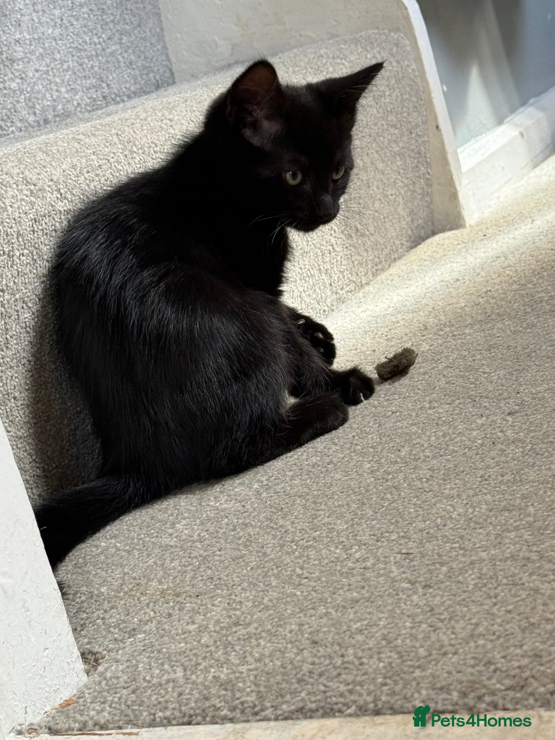 RagaMuffin cats for sale: Ragamuffin kittens  - Image 22
