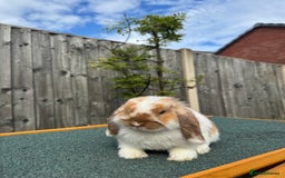 Mini Lop rabbits for sale: Mini lop for sale  - Image 4