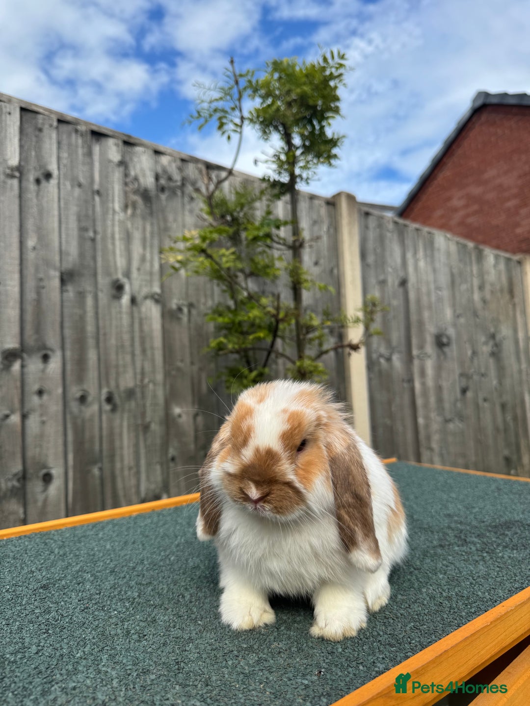Mini Lop rabbits for sale: Mini lop for sale  - Image 4
