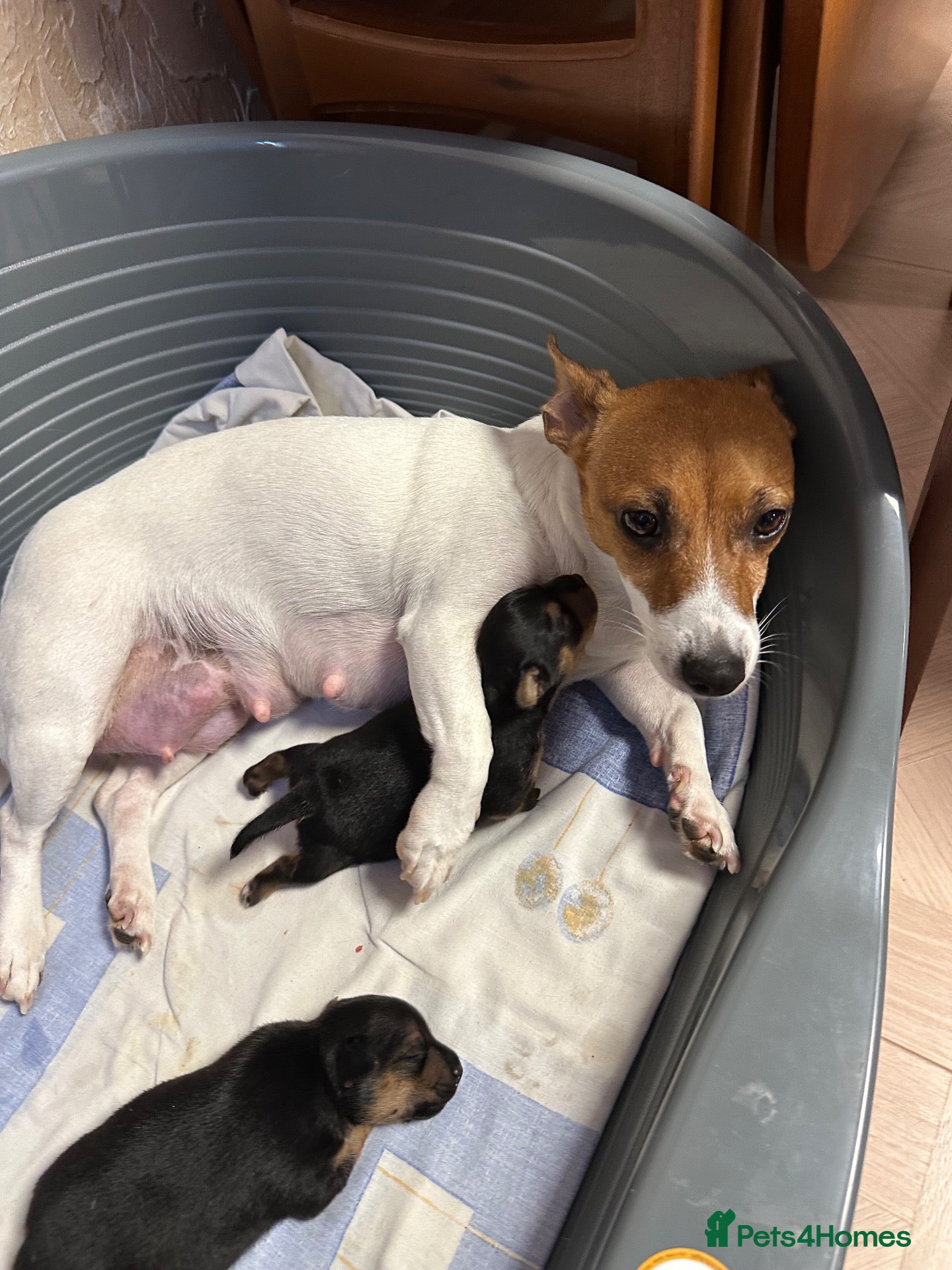 Mixed Breed dogs Jack Russel & pinscher  - Advert 7