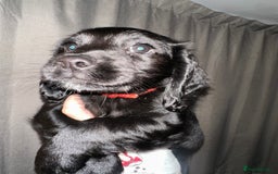 Cockapoo dogs for sale: COCKAPOO PUPPIES! READY TO LEAVE NOW🐾 - Advert 5