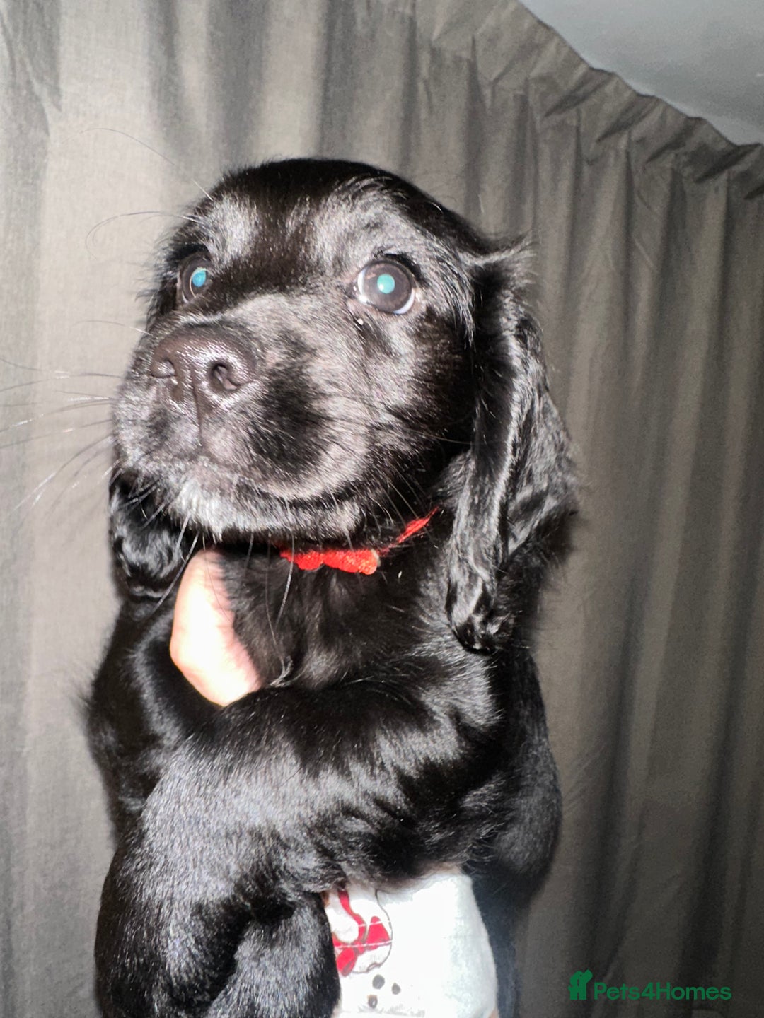 Cockapoo dogs for sale: COCKAPOO PUPPIES! READY TO LEAVE NOW🐾 - Advert 5