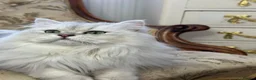 British Longhair cats for stud: BLH male for stud - Advert 1