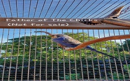 Budgerigars birds for sale: Baby Budgies In Warlingham (Ready 10th August) - Image 13