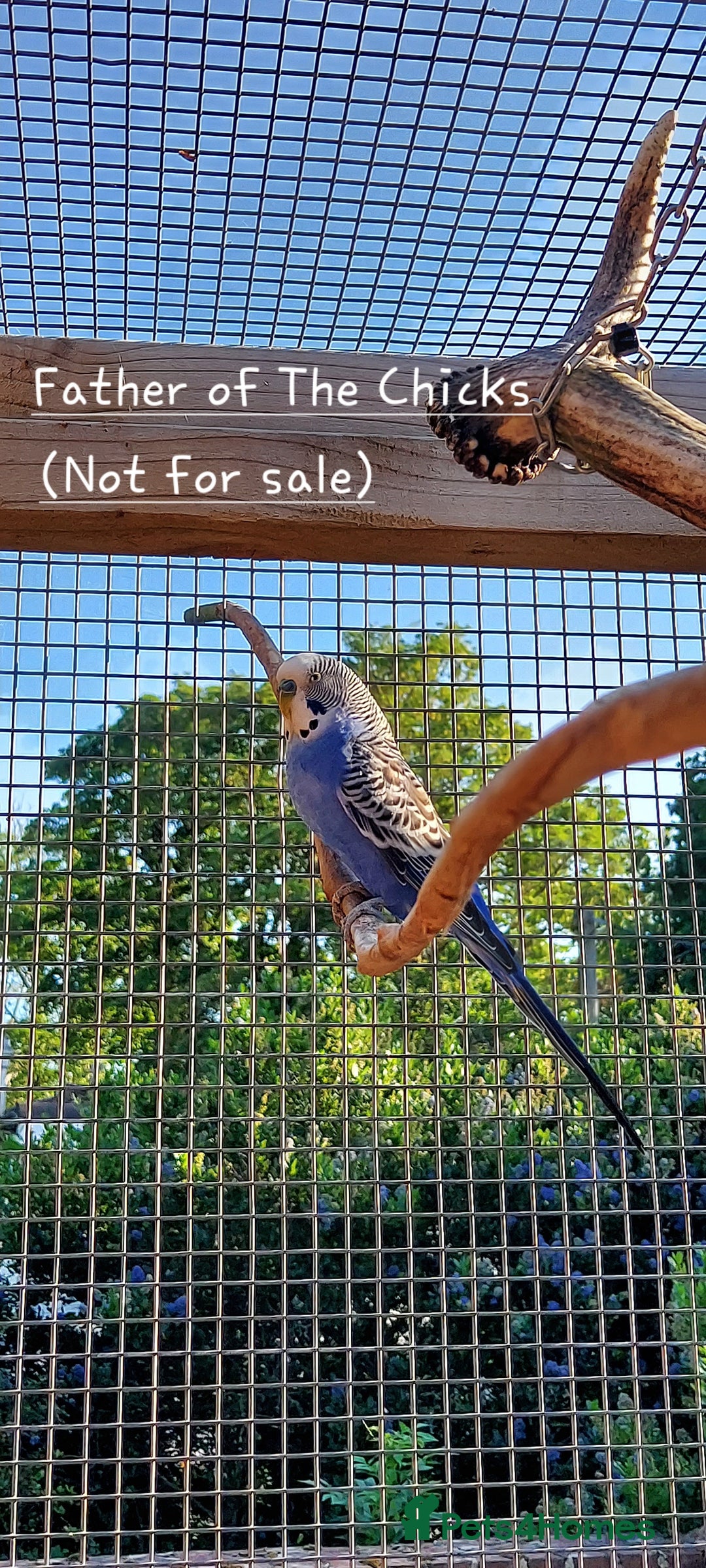 Budgerigars birds for sale: Baby Budgies In Warlingham (Ready 10th August) - Image 13