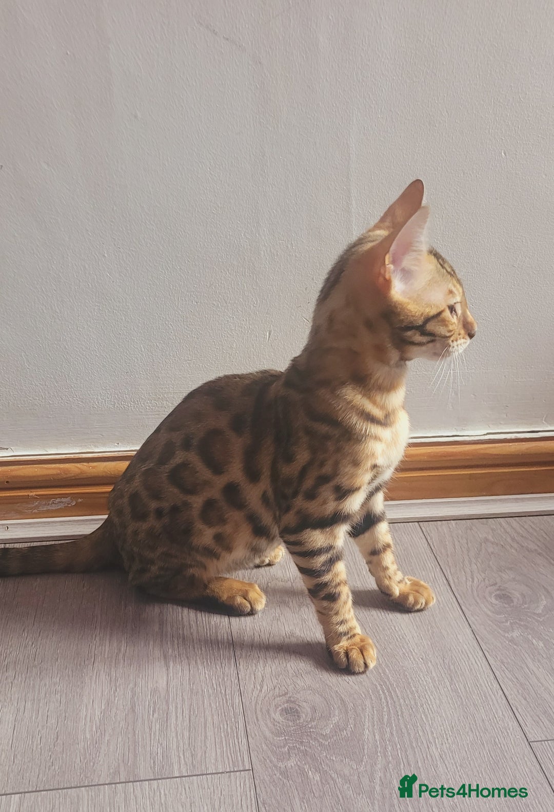 Bengal cats for sale: Bengal kittens (Tica regi.) 2 boys left - Image 16