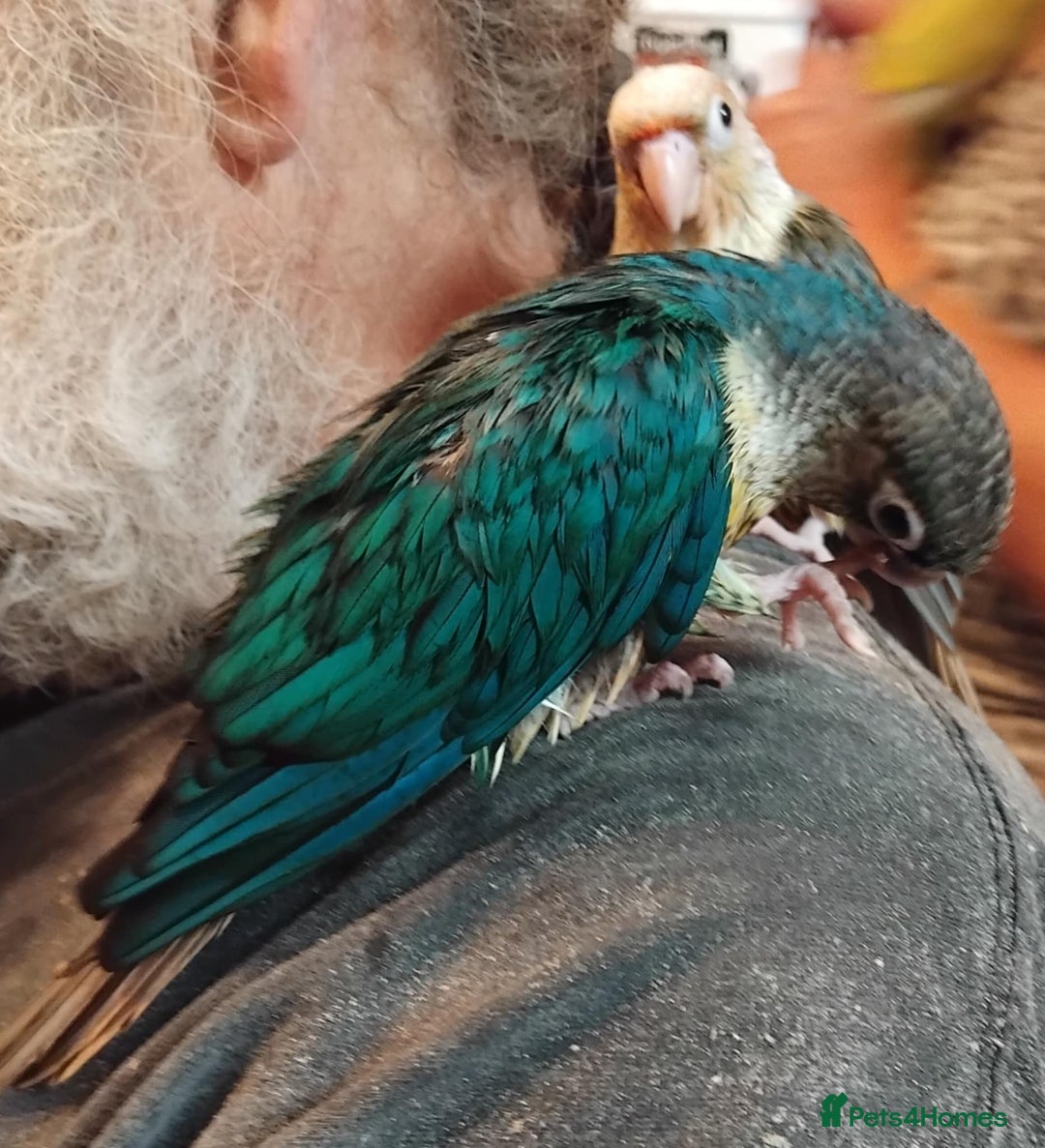 Parrots birds for sale: Hand reared Quaker and Conure chicks - Image 15