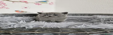 British Shorthair 1