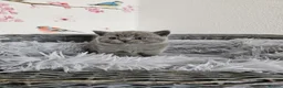 British Shorthair cats for sale: British Shorthair Kittens - Advert 7
