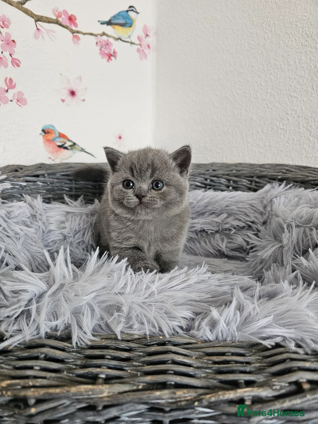 British Shorthair cats for sale: British Shorthair Kittens - Advert 7
