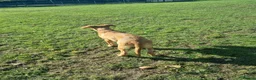 Mixed Breed dogs for sale: Kodi  in Blyth - Advert 6