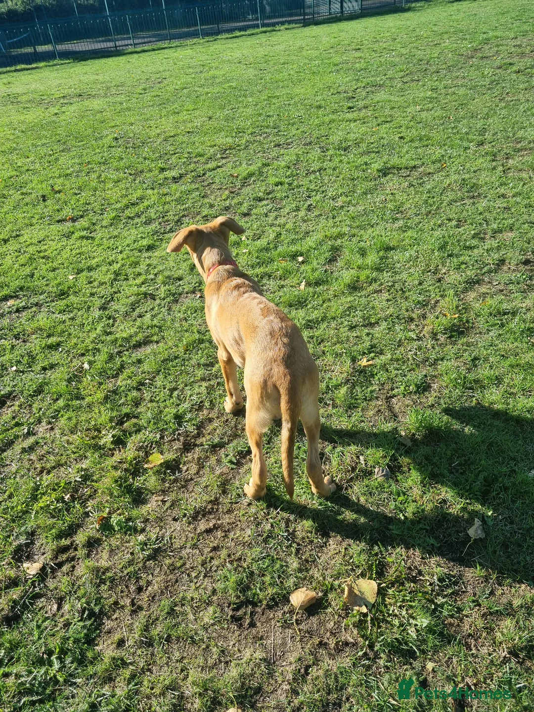 Mixed Breed dogs for sale: Kodi  in Blyth - Advert 6