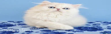 Persian Kitten 3