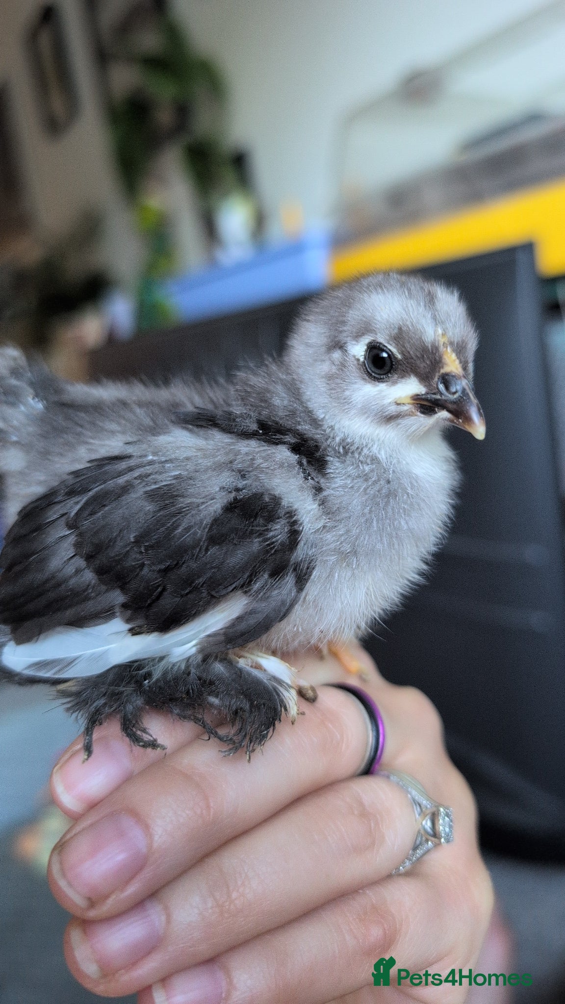 Chickens poultry for sale: Pekins, Quails, Eggs - Contact for availability  - Advert 2