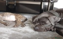 Cane Corso dogs for sale: 1 full blue female cane corso 9wks ready now - Image 7