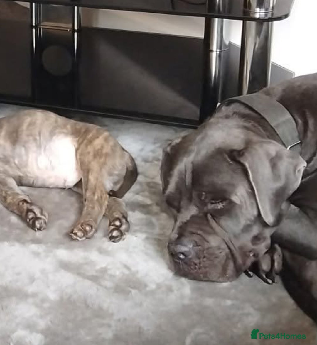 Cane Corso dogs for sale: 1 full blue female cane corso 9wks ready now - Image 7