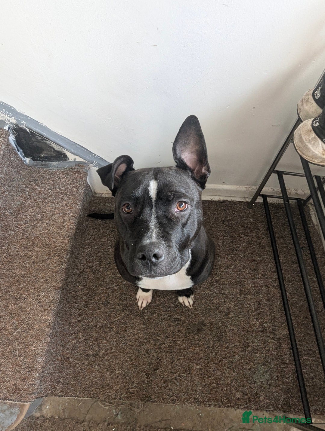 Mixed Breed dogs for sale: Three pups for sale  - Image 13