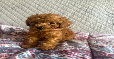 Cavapoo dogs - Advert 13