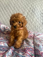 Cavapoo dogs - Advert 1