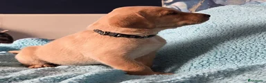 Labrador Retriever Puppy 3