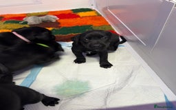 Labrador Retriever dogs for sale: Black pedigree Labradors only 3 girls available  - Image 17