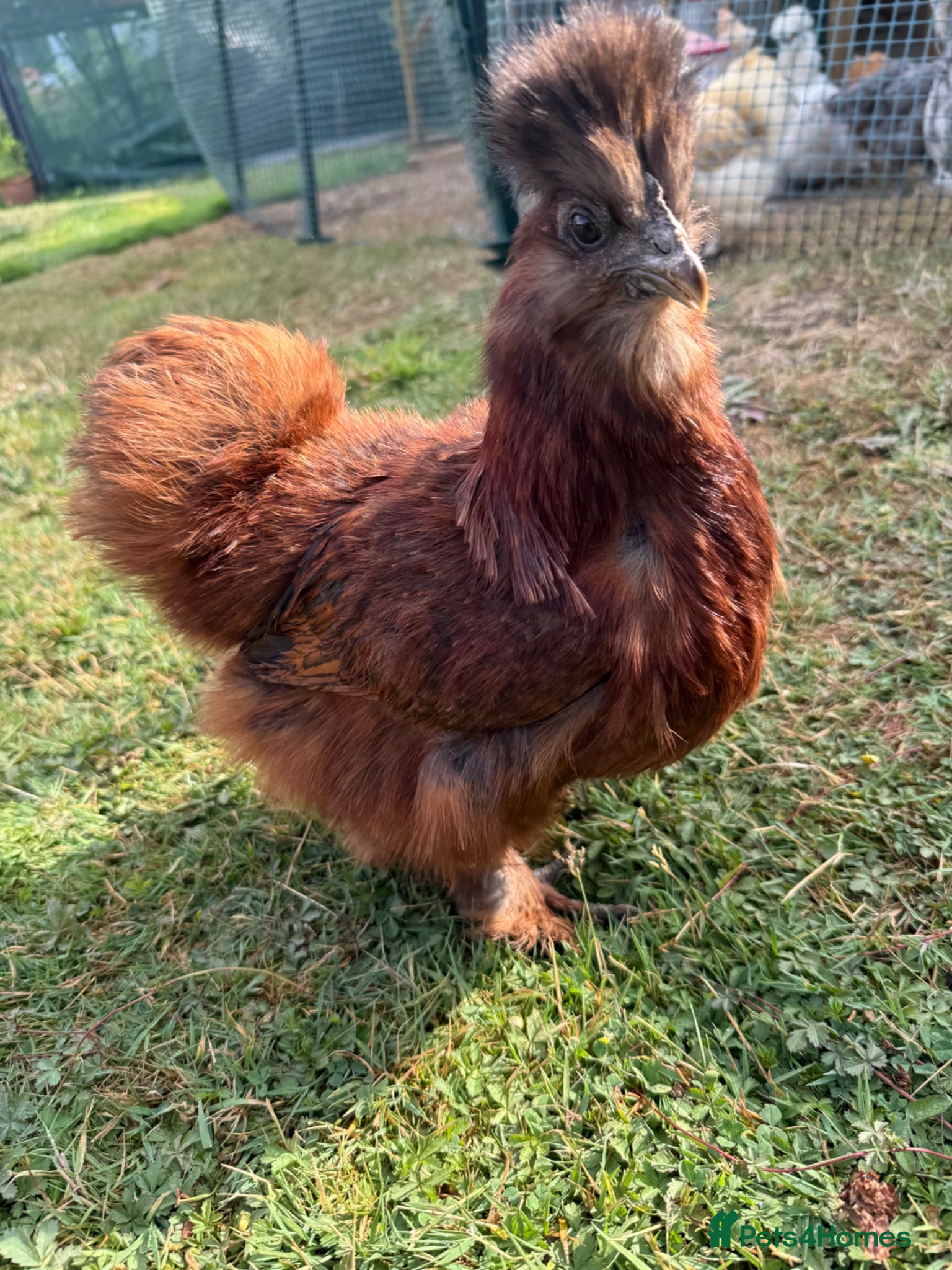 Chickens poultry USA silkie bantams  - Advert 2