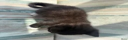Mixed Breed cats for sale: Beautiful bengal cross kittens - Advert 3