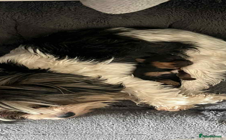 Mixed Breed dogs - Advert 2