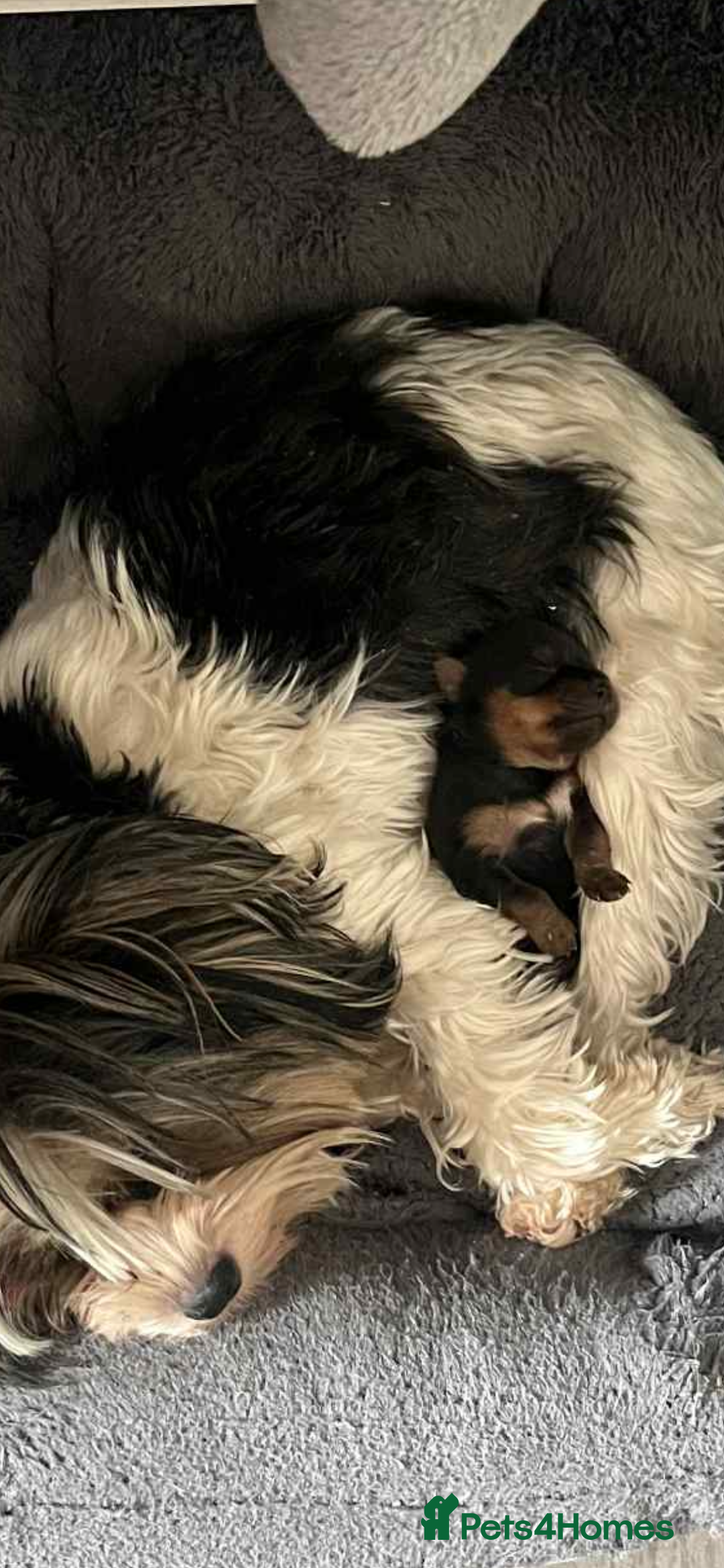 Mixed Breed dogs for sale: Biewer terrier puppy male, vaccs chip ect  - Image 1