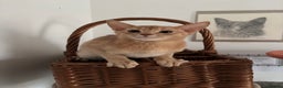 Abyssinian cats for sale: Pure pedigree fawn Abyssinian kittens 🐱  - Advert 2