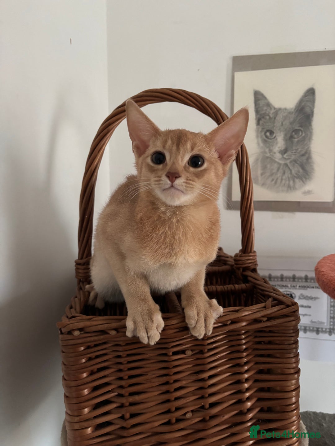 Abyssinian cats for sale: Pure pedigree fawn Abyssinian kittens 🐱  - Advert 2