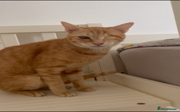 Mixed Breed cats for adoption: PHO DYPSY BONDED BROTHERS NEUTERED AFFECTIONATE   - Image 2