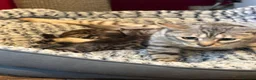 Bengal cats for sale: Bengal kittens pedigreed/registered - Advert 5