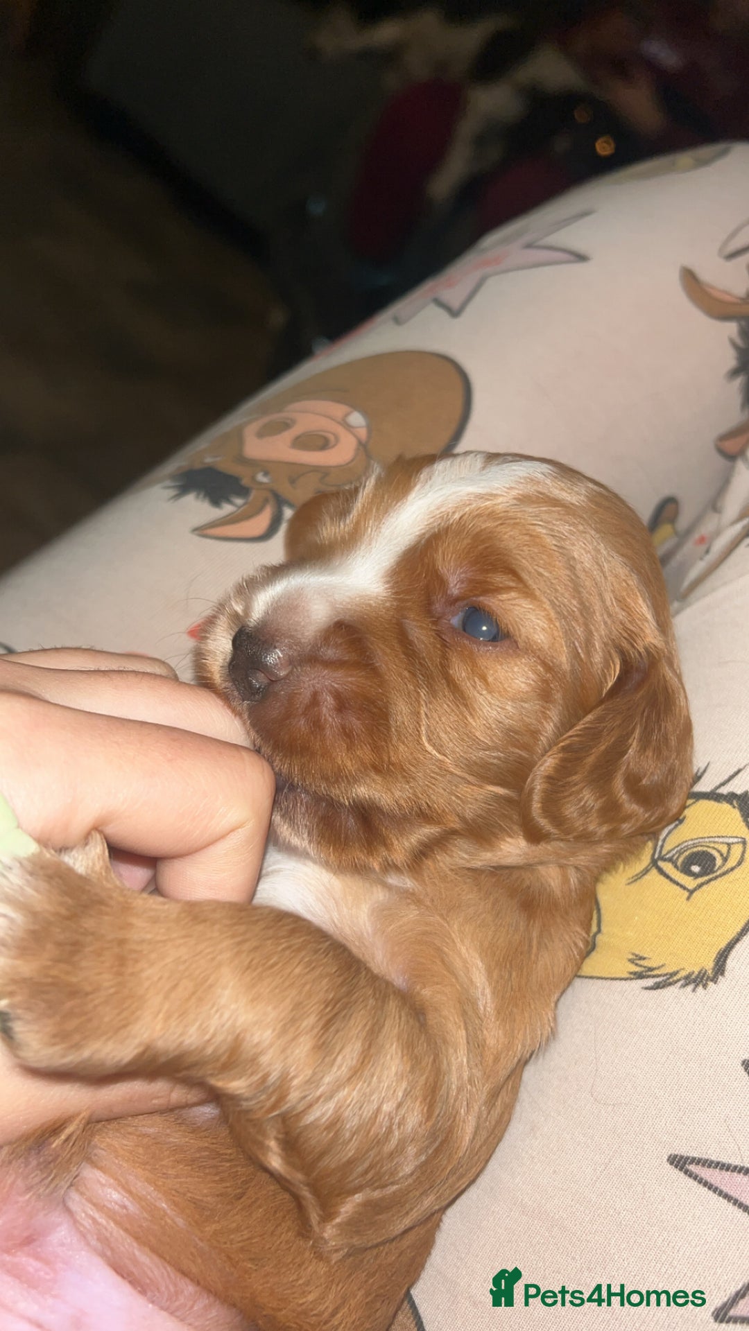 Cocker Spaniel dogs for sale: Cocker spaniel pups for sale  - Advert 4