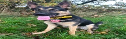German Shepherd dogs for sale: 18 month old female GSD in Wakefield - Advert 6