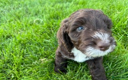 Sproodle dogs for sale: Stunning F1 sproodle  - Image 27