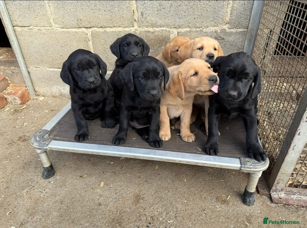 Labrador Retriever dogs for stud: Health clear,hip scored,KC Red Labrador for stud in Darlington - Advert 27