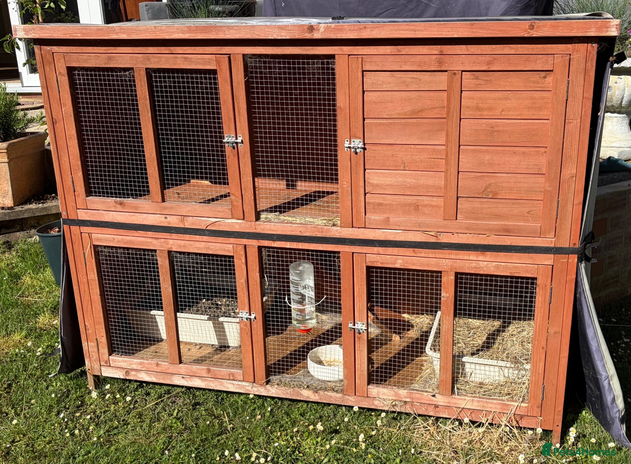 Mini Lop rabbits Two spayed sister minilops - Star and Lily  - Advert 2