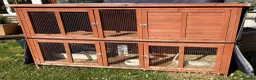 Mini Lop rabbits for sale: Two spayed sister minilops - Star and Lily  in Hook - Advert 2