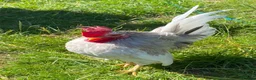 Chickens poultry for sale: Serema blue silkie cockerel  in Canterbury - Advert 6