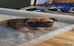 French Bulldog dogs for sale: 1 beautiful Chilled Male French Bulldog - Image 4