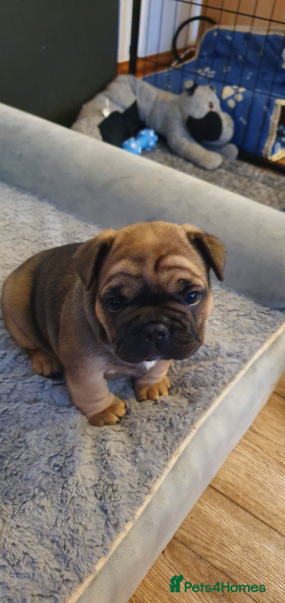 French Bulldog dogs for sale: 1 beautiful Chilled Male French Bulldog - Image 4