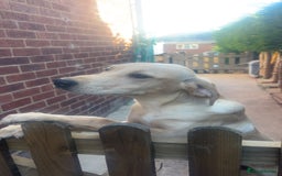 Labrador Retriever dogs for sale: handsome yellow lab - Advert 5